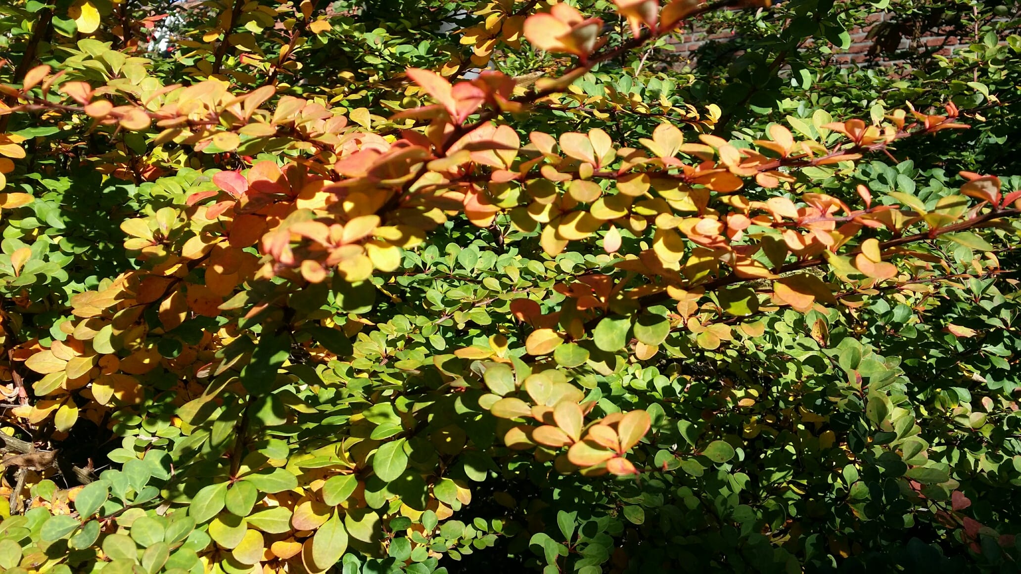 Signalfarben des Herbstes in Horstmar