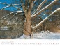 Preview: Trees and Forests 2023
