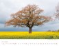 Preview: Trees and Forests 2023