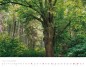 Preview: Trees and Forests 2023