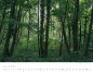 Preview: Trees and Forests 2023
