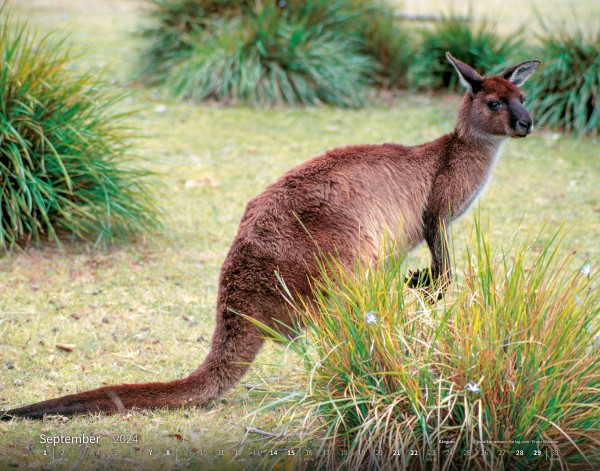 Calendrier Australie 2024