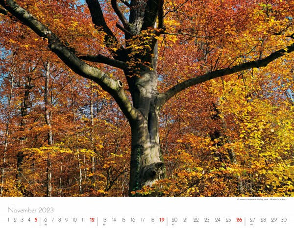 Trees and Forests 2023