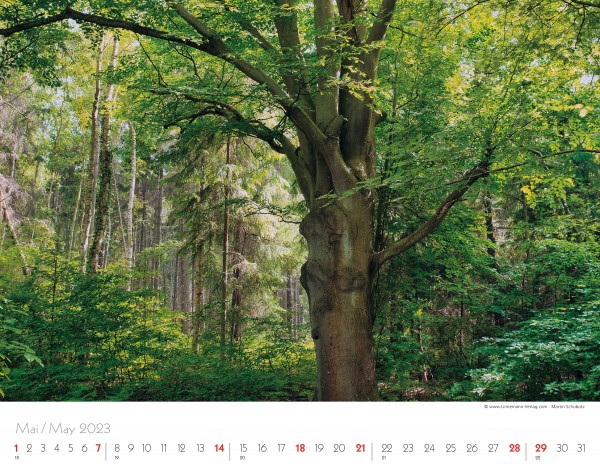Trees and Forests 2023