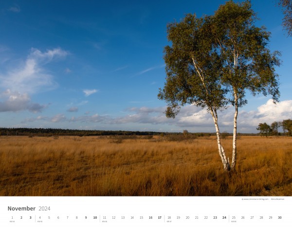 Calendrier mural Les arbres et les forêts 2024