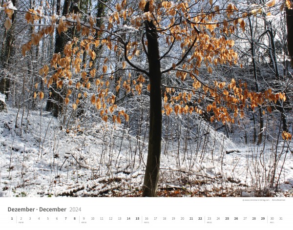 Calendrier mural Les arbres et les forêts 2024