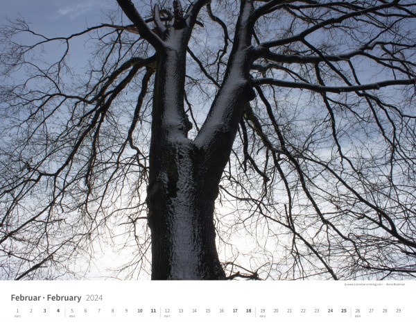 Calendrier mural Les arbres et les forêts 2024