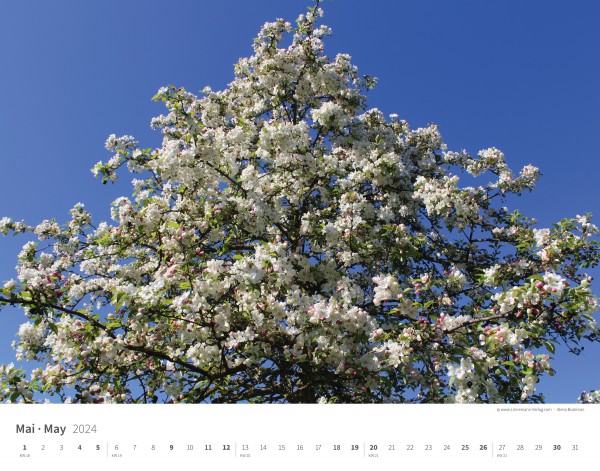 Calendrier mural Les arbres et les forêts 2024