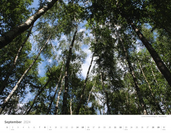 Calendrier mural Les arbres et les forêts 2024