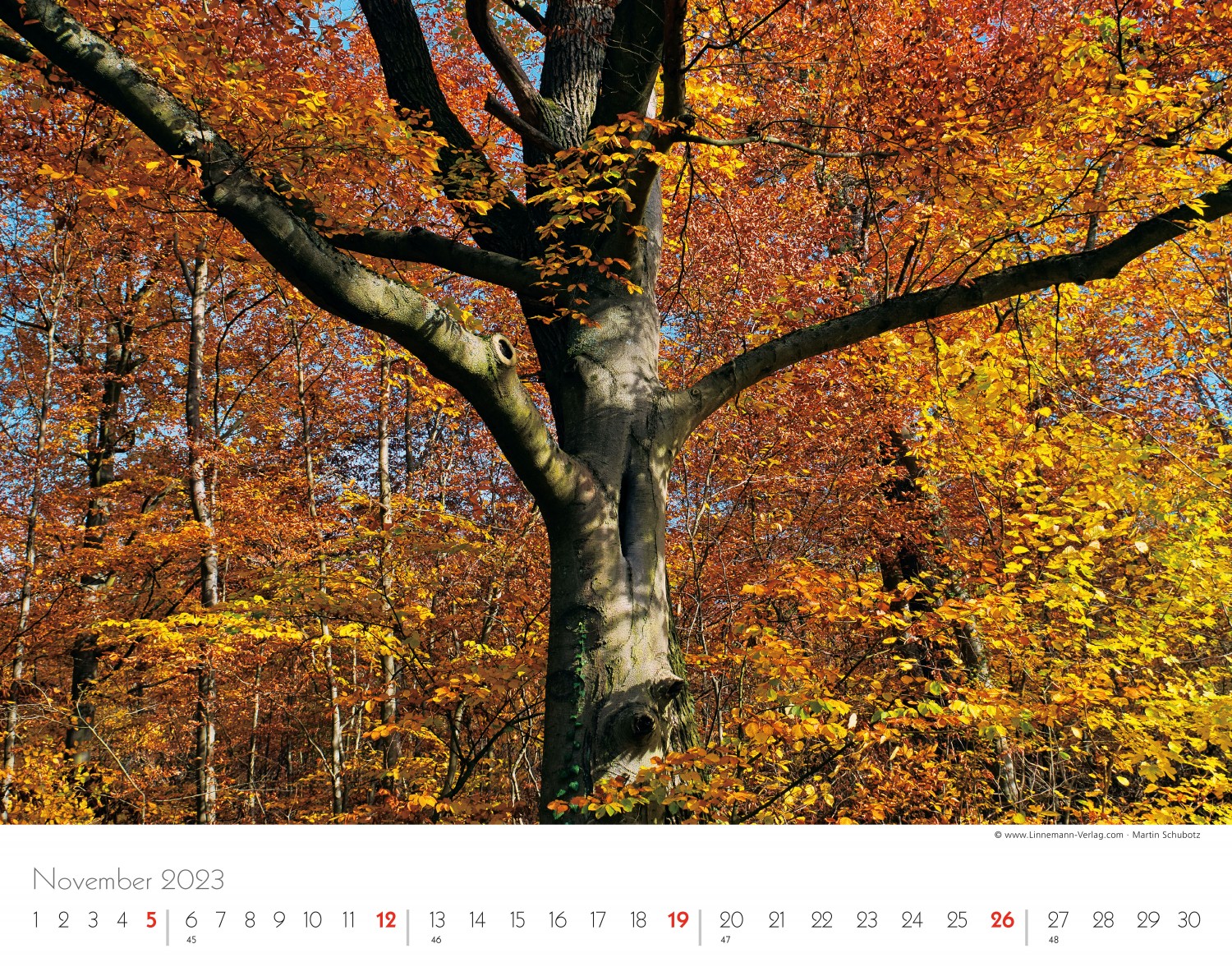 Trees and Forests 2023