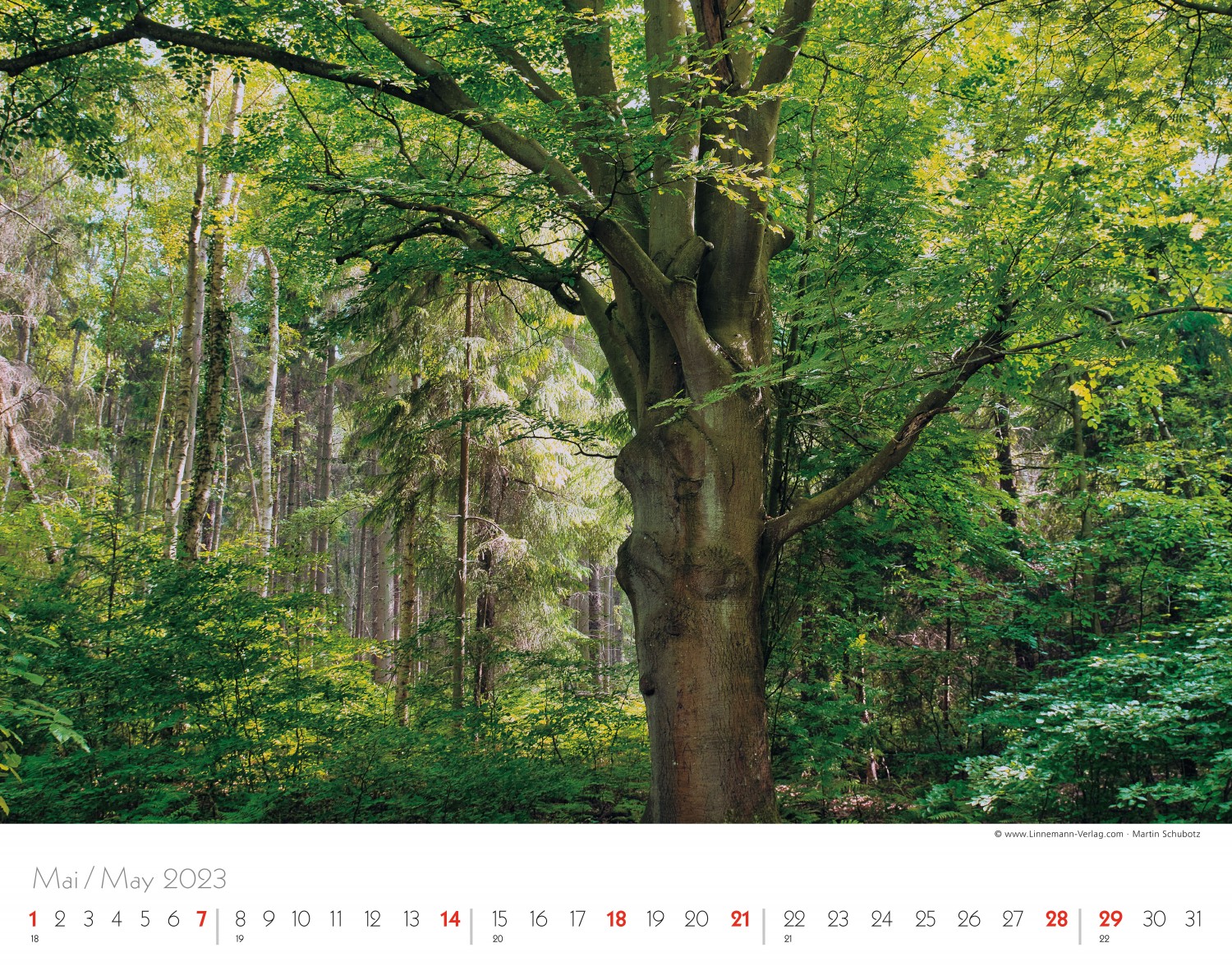Trees and Forests 2023