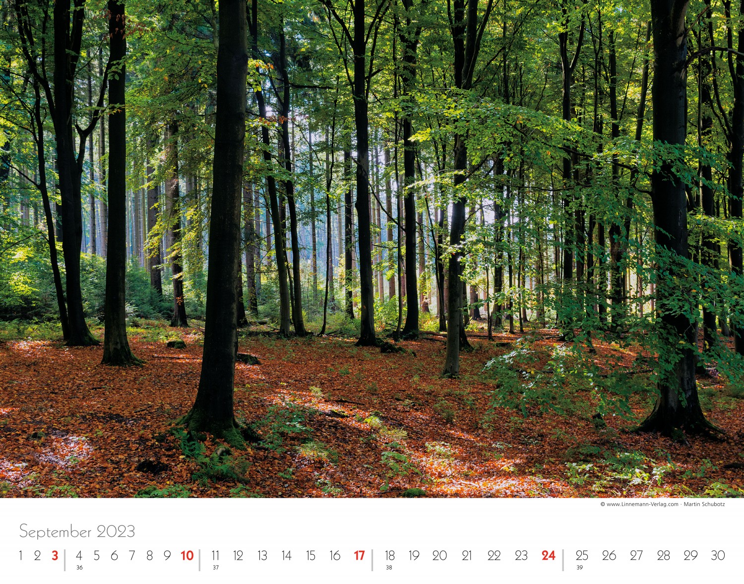 Trees and Forests 2023