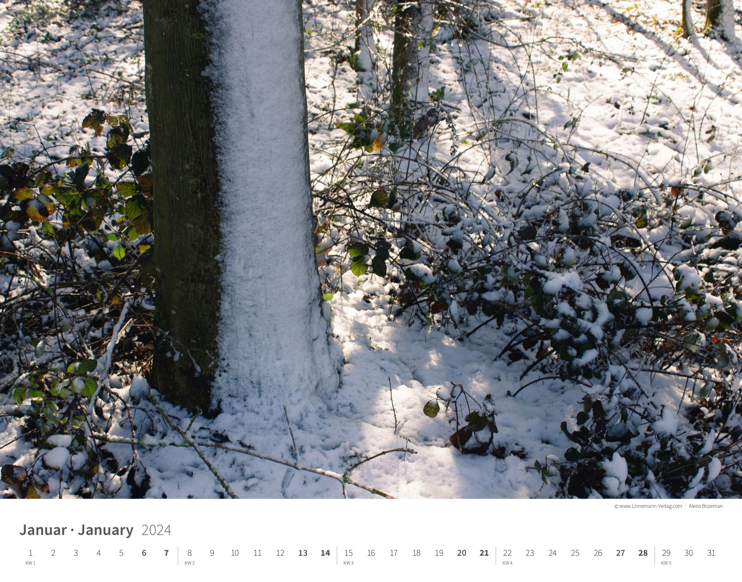 Kalender Bäume-Wälder 2024