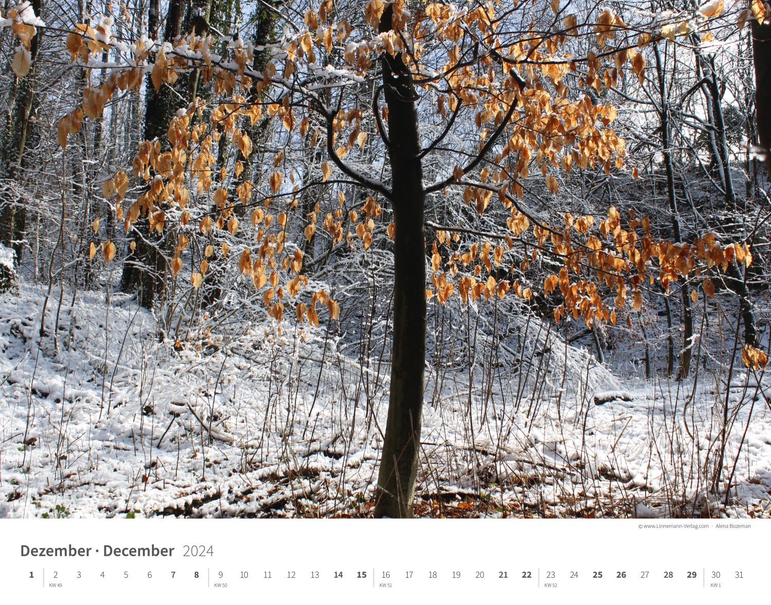 Kalender Bäume-Wälder 2024