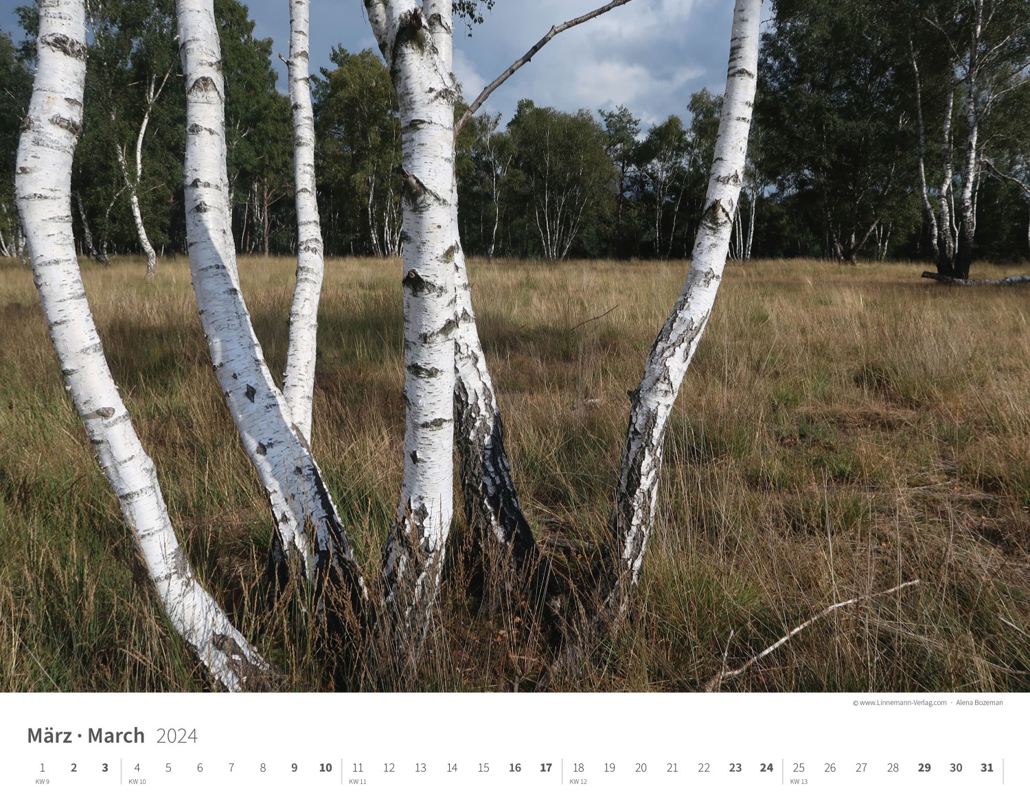 Calendrier mural Les arbres et les forêts 2024