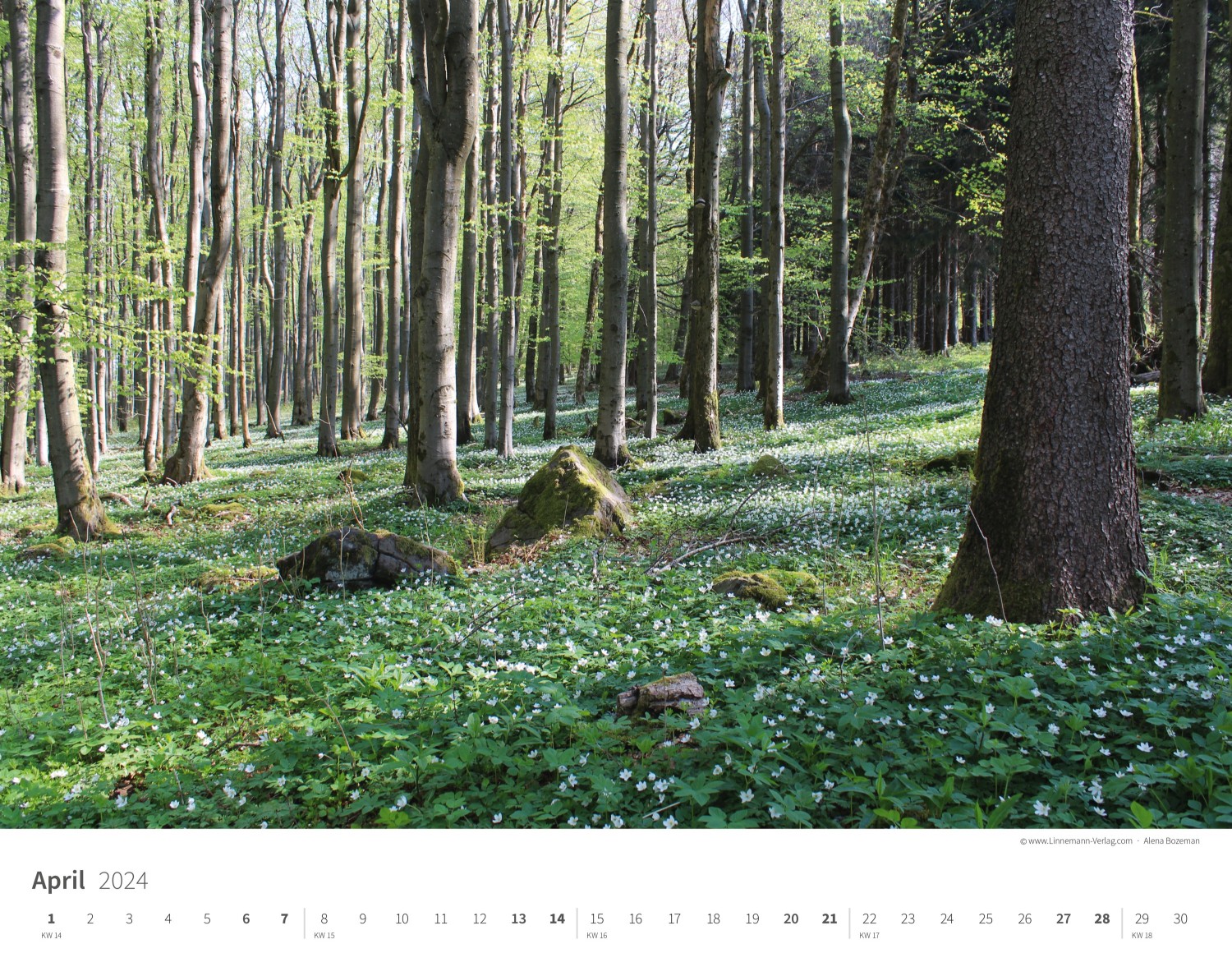 Calendrier mural Les arbres et les forêts 2024