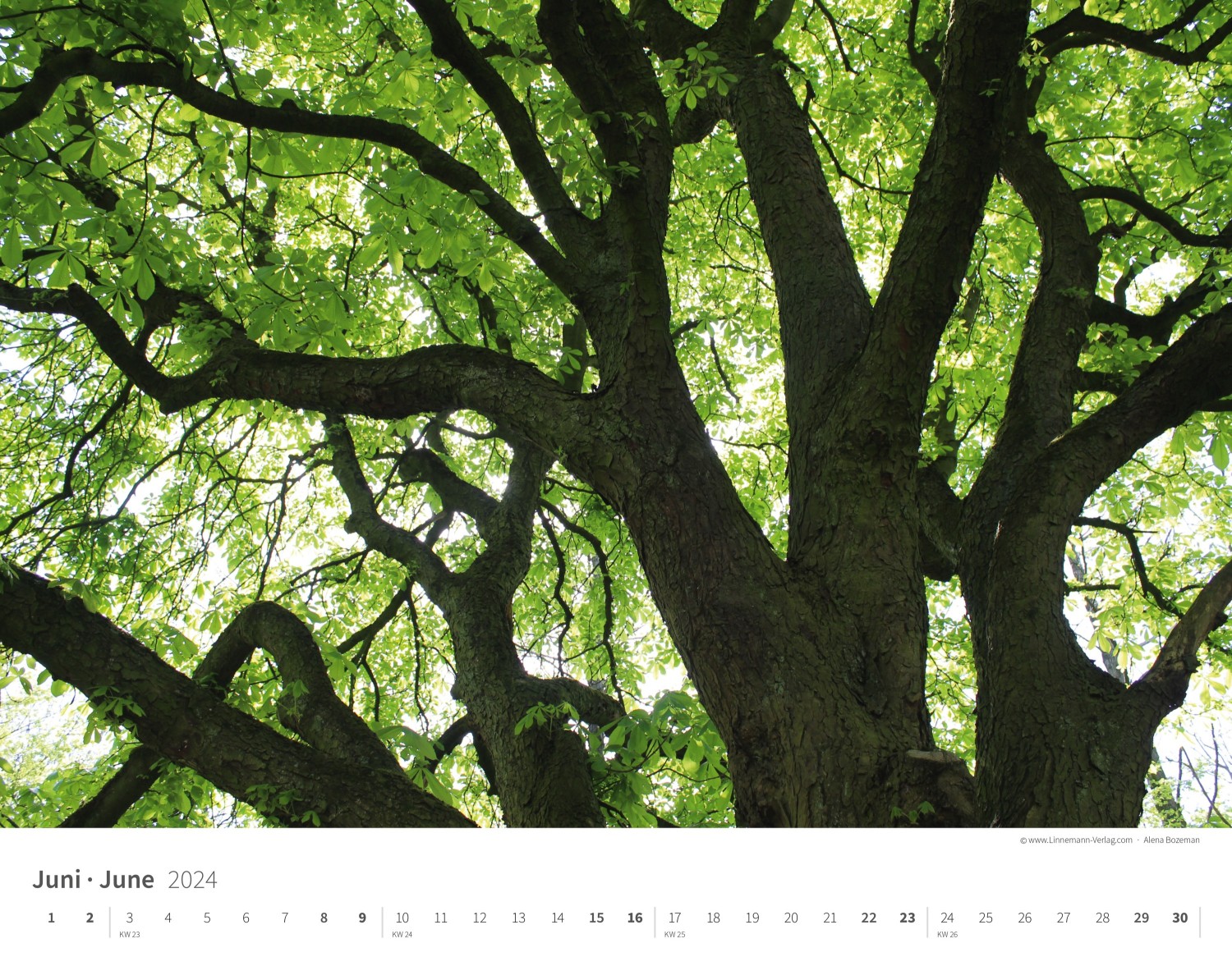 Calendrier mural Les arbres et les forêts 2024