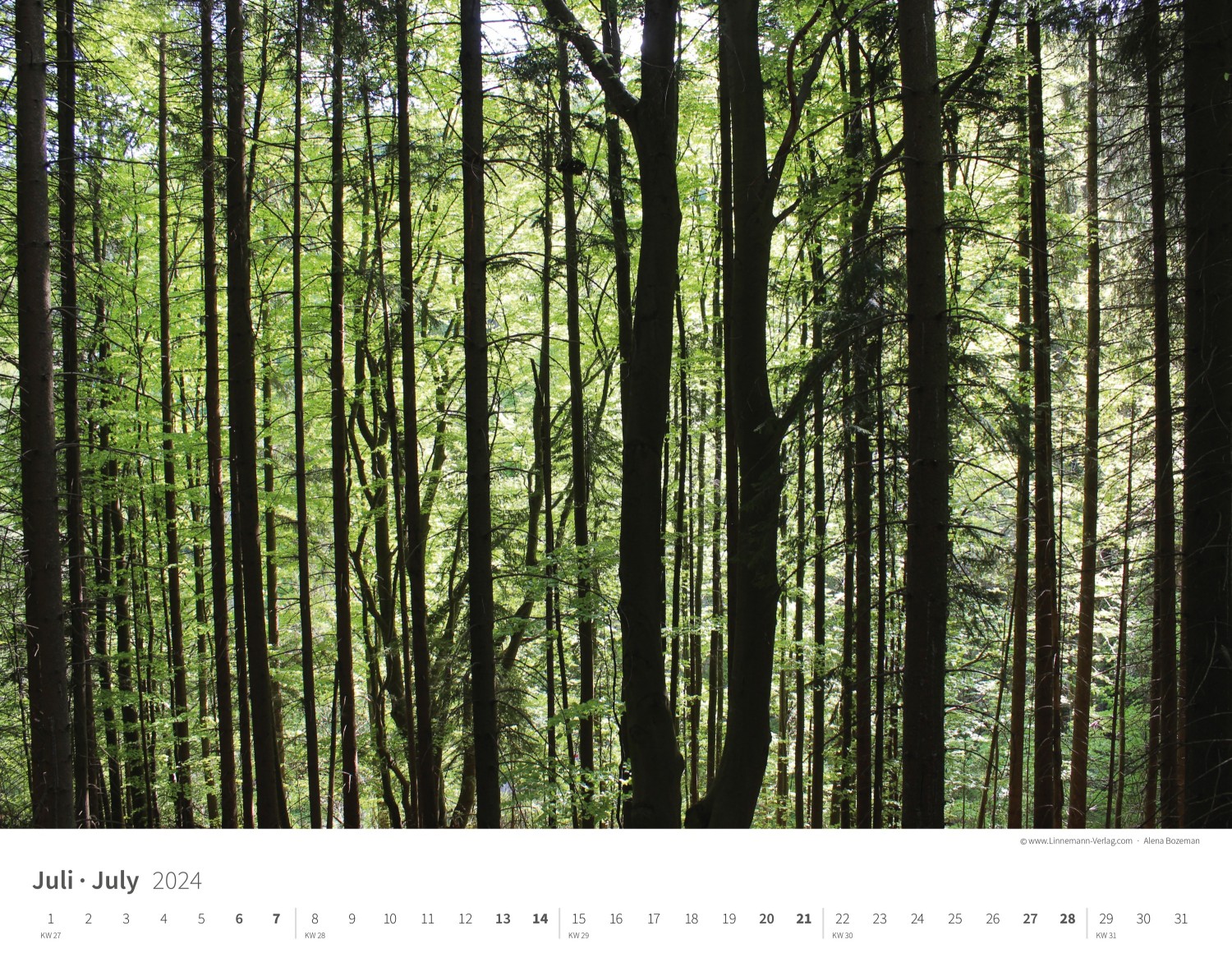 Calendrier mural Les arbres et les forêts 2024