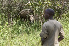 Uganda: Nashorn
