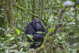 Schimpanse im Urwald