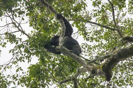 Schimpanse im Baum