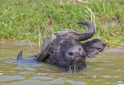 Büffel im Wasser