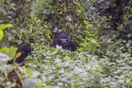 Gorillas