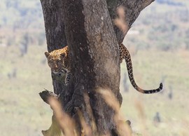 Leopard im Baum