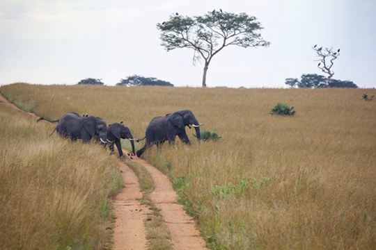 Elefanten im Queen Elizabeth Nationalpark