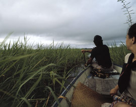 Borneo-Kalimantan: Semayang-See, üppige Flora und Fauna