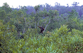 Borneo-Kalimantan: Von dem Gebrüll des Rangers angelockt nähert sich ein Orang Utan