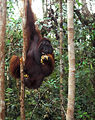 Borneo-Kalimantan: Dann sind die Orang-Utans plötzlich mitten unter uns