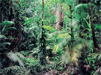 Australiens tropischer Regenwald